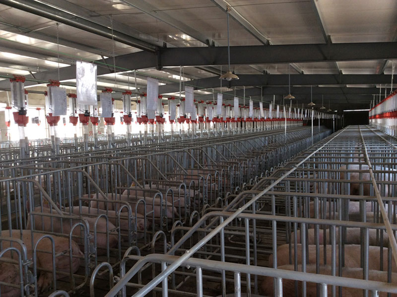 Pig project case(圖2)