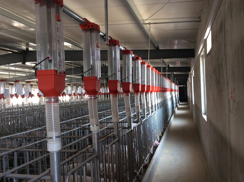 Pig project case(圖3)