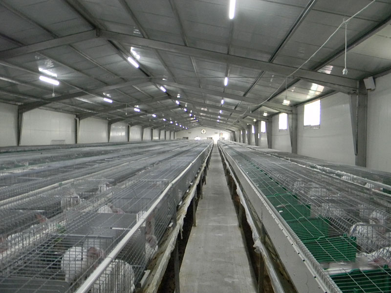 Rabbit breeding project case(圖1)