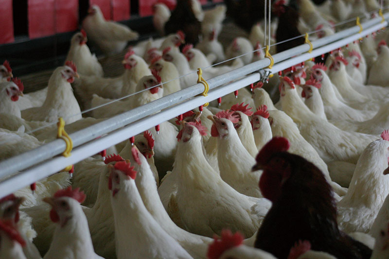 Chicken project case(圖2) Chicken project case(圖2)