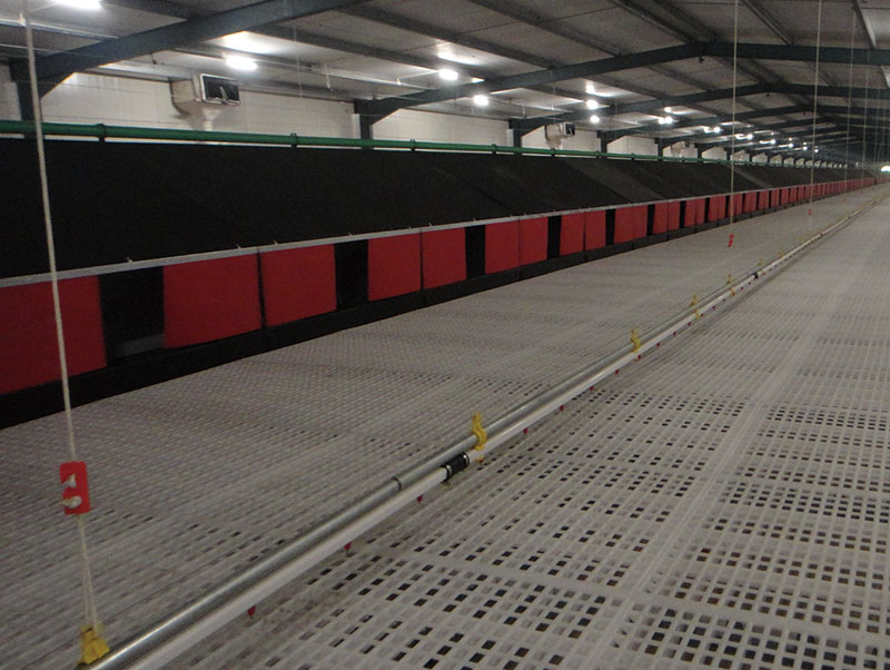 Chicken project case(圖3) Chicken project case(圖3)